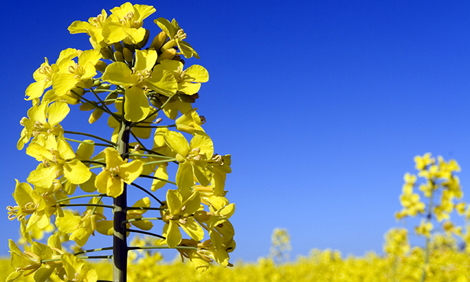 Bioolja är förnybar olja som framställs ur råvaror från växtriket