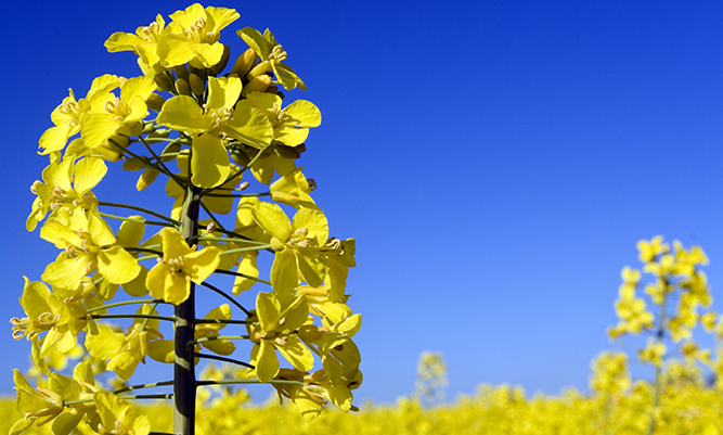 Oil from the rapeseed plant