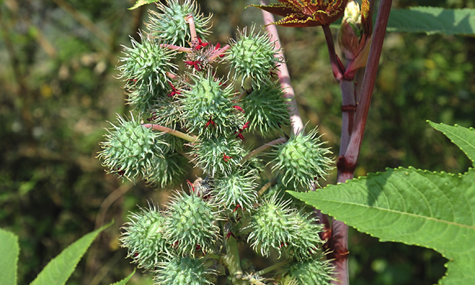Bio-oil from the ricinus plant