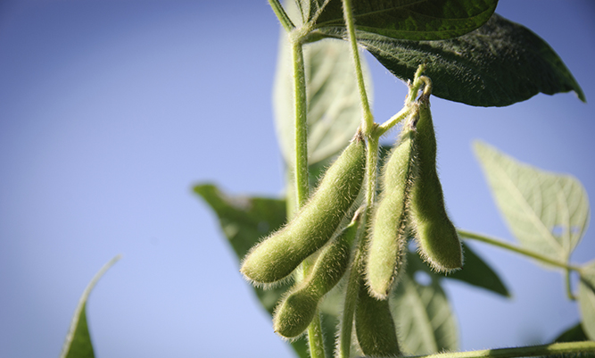 Bio-oil from soya beans